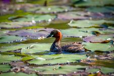 Free Little Little Grebe Bird On The Lake Stock Image - 114042781