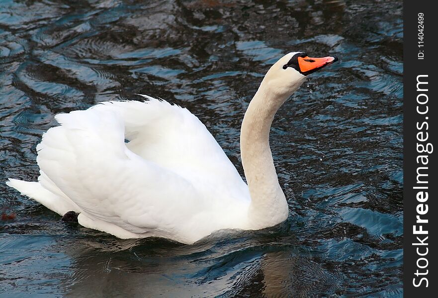White swan, cygnini swimming on water. White swan, cygnini swimming on water