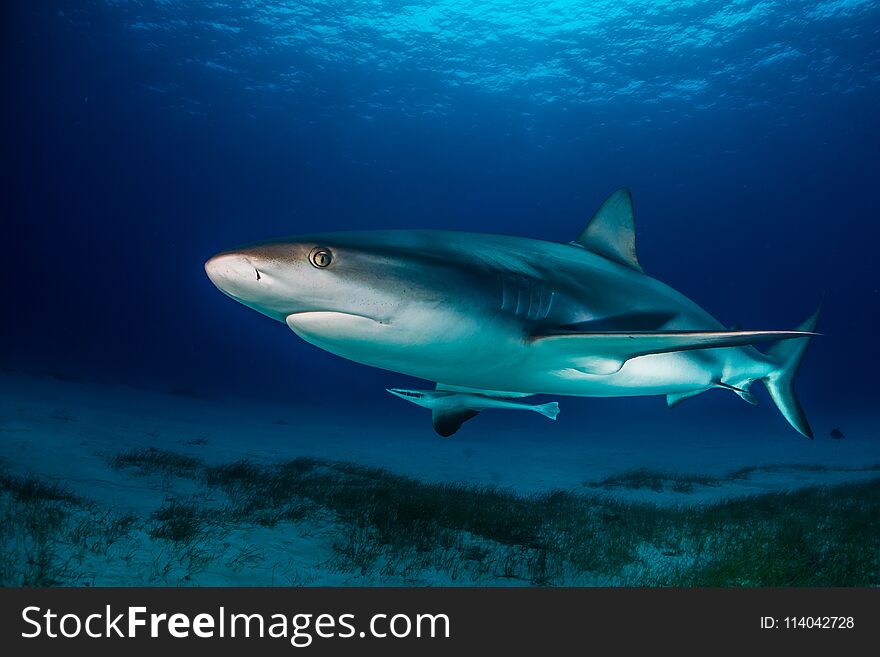 Caribbean Reef Shark around the Bahamas Tiger Beach. Caribbean Reef Shark around the Bahamas Tiger Beach