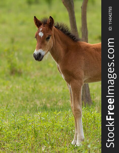 Nice Foal On The Meadow In Springtime