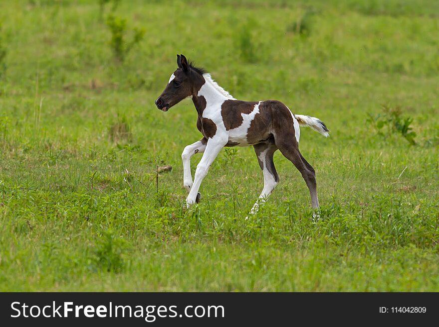 Nice foal on the meadow in springtime