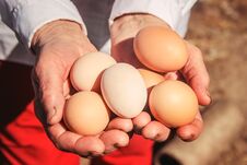 Chicken Eggs In Hands. Selective Focus. Royalty Free Stock Photos
