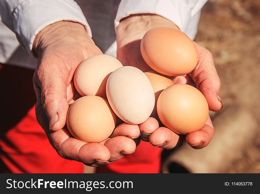 Chicken eggs in hands. Selective focus. Selective focus.