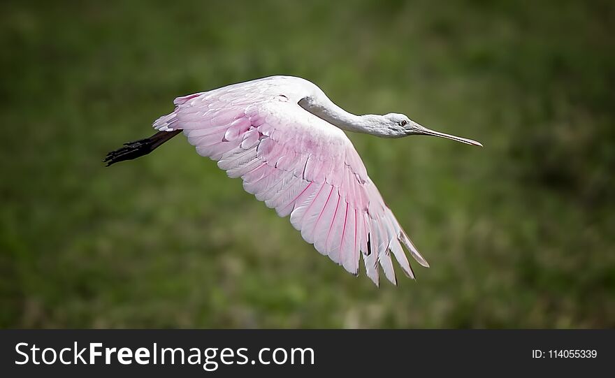 Roseate Spoonbill in flight in the Florida Everglades. Roseate Spoonbill in flight in the Florida Everglades