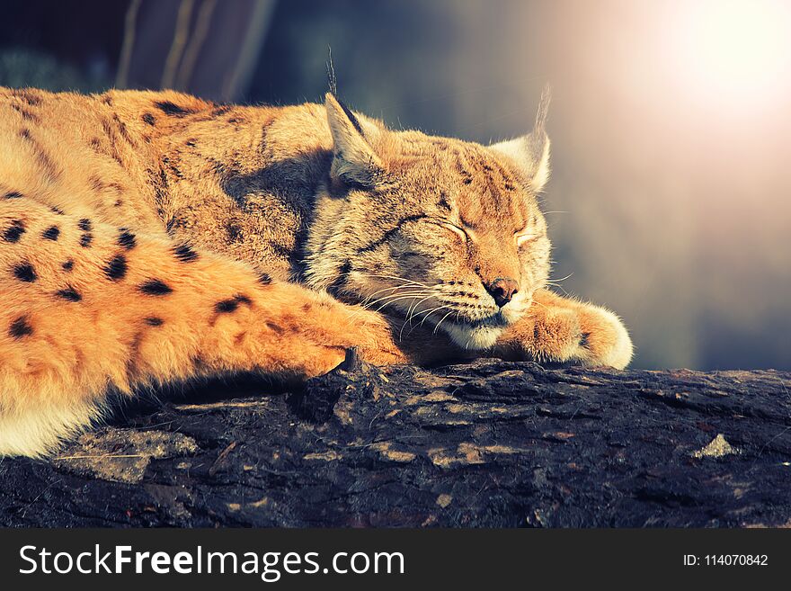 A wild lynx asleep on a tree