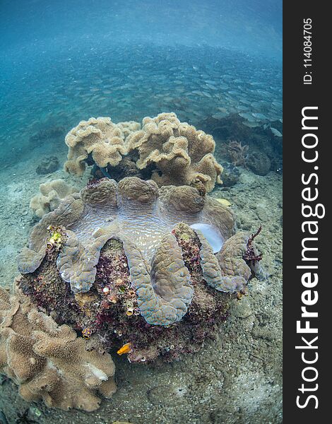 A giant clam, Tridacna gigas, grows on a shallow reef in Raja Ampat, Indonesia. This tropical region is known as the heart of the Coral Triangle due to its marine biodiversity. A giant clam, Tridacna gigas, grows on a shallow reef in Raja Ampat, Indonesia. This tropical region is known as the heart of the Coral Triangle due to its marine biodiversity.