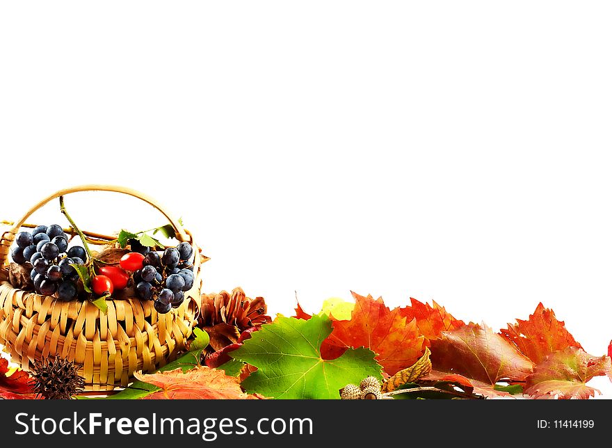 Fall leaves with fruits basket on white background, fall harvest. Fall leaves with fruits basket on white background, fall harvest