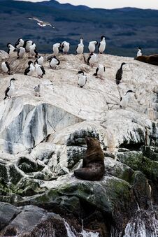 Cormorant Colony On An Island At Ushuaia In The Beagle Channel Beagle Strait, Tierra Del Fuego, Argentina Stock Photography Cormorant Colony On An Island At Ushuaia In The Beagle Channel Beagle Strait, Tierra Del Fuego, Argentina Stock Photography
