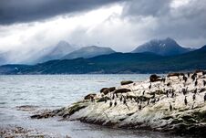 Cormorant Colony On An Island At Ushuaia In The Beagle Channel Beagle Strait, Tierra Del Fuego, Argentina Stock Image