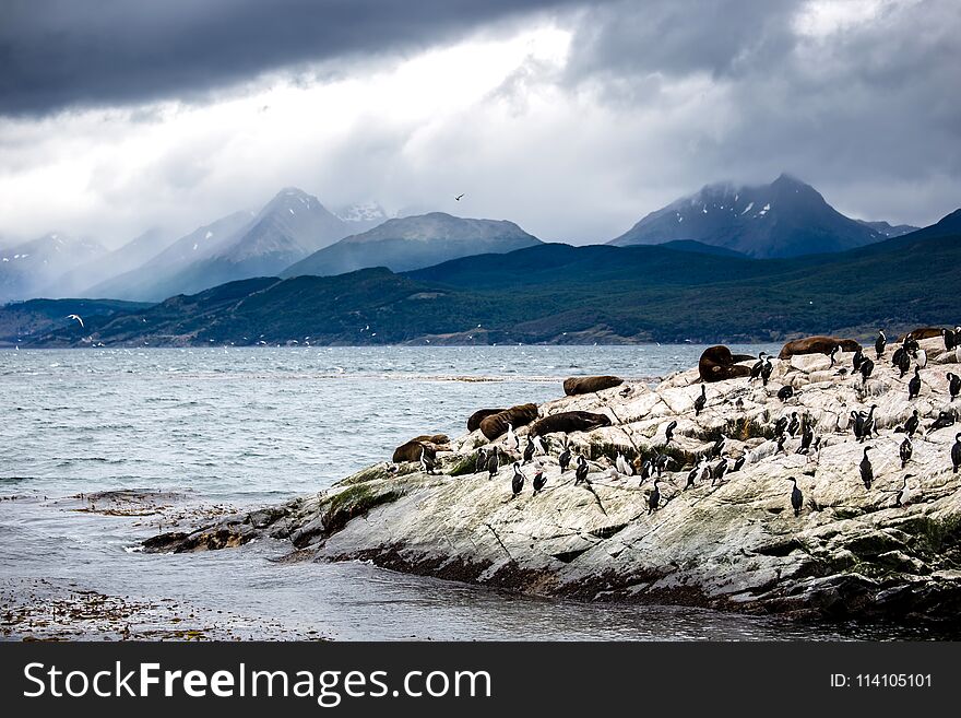 Cormorant colony on an island at Ushuaia in the Beagle Channel Beagle Strait, Tierra Del Fuego, Argentina.