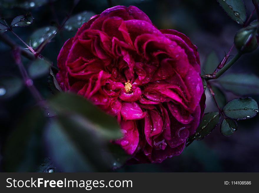 Shallow Focus Photography of Pink Flower