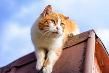 Amazing Red Cat Hunting Birds On The Roof Of The House Royalty Free Stock Photography Amazing Red Cat Hunting Birds On The Roof Of The House Royalty Free Stock Photography