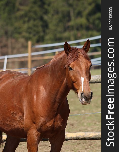 Horse, Bridle, Mane, Rein