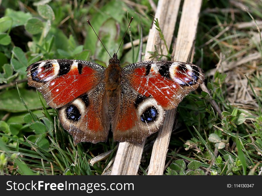 Butterfly, Moths And Butterflies, Insect, Invertebrate