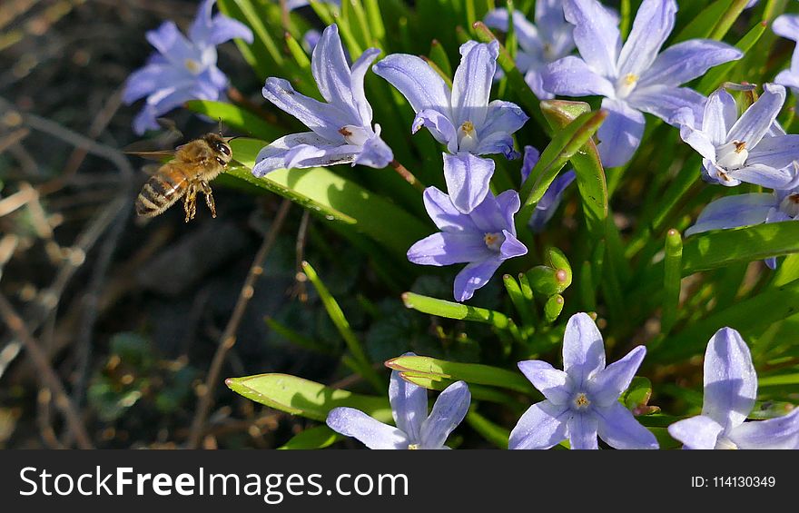 Flora, Flower, Honey Bee, Bee