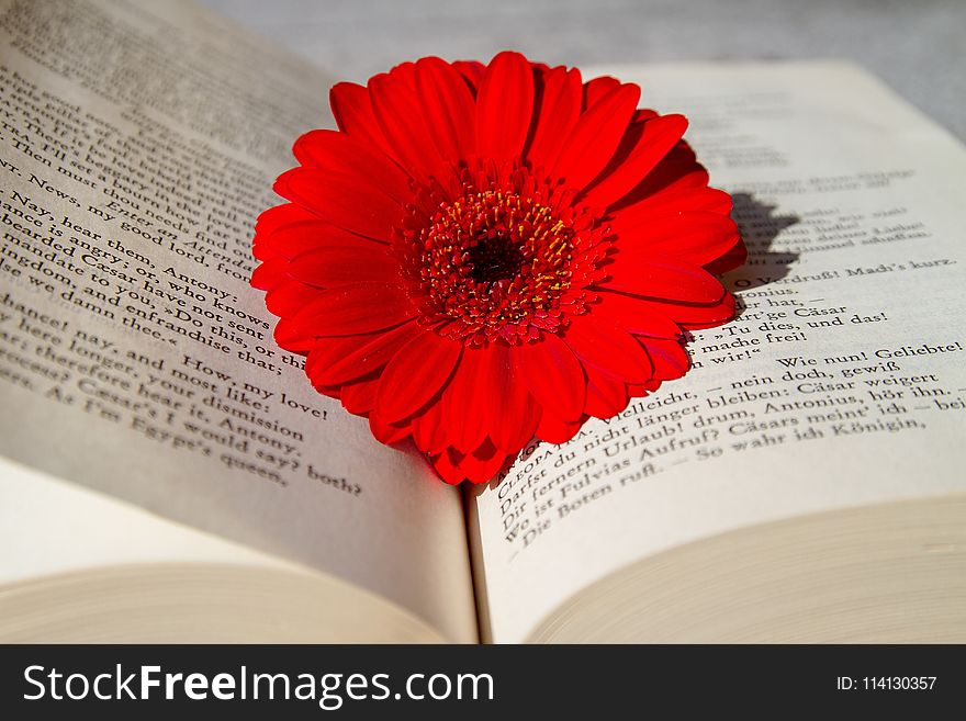 Flower, Flowering Plant, Gerbera, Daisy Family