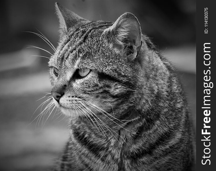 Cat, Whiskers, Black And White, Mammal