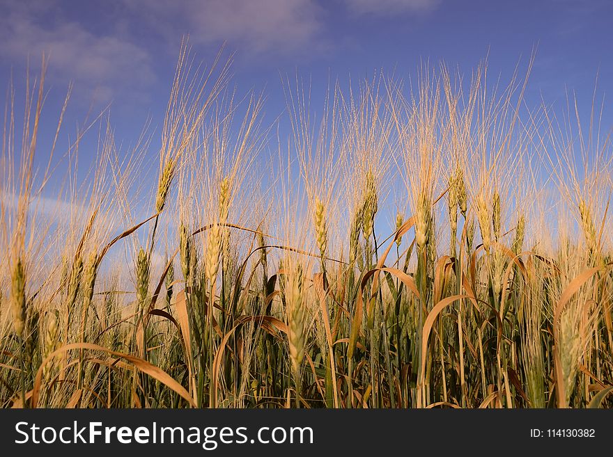 Sky, Wheat, Crop, Food Grain