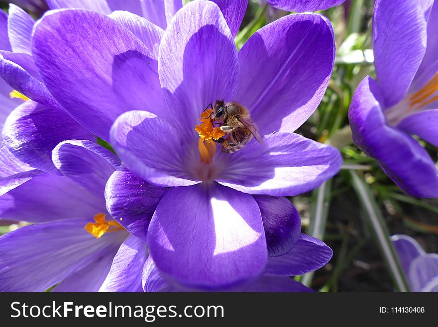 Flower, Blue, Crocus, Honey Bee