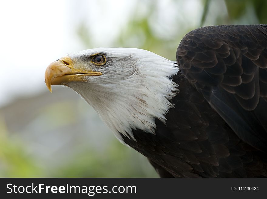 Beak, Bird, Bird Of Prey, Eagle