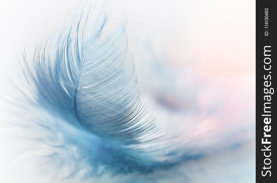 Feather, Close Up, Macro Photography, Sky