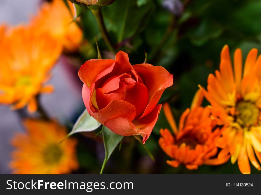 Flower, Orange, Close Up, Petal