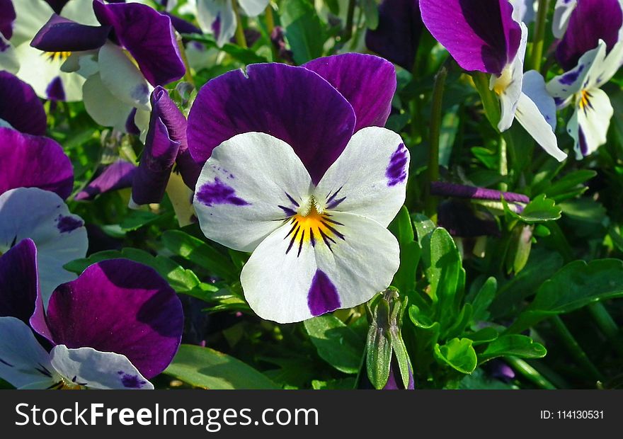 Flower, Plant, Flowering Plant, Pansy