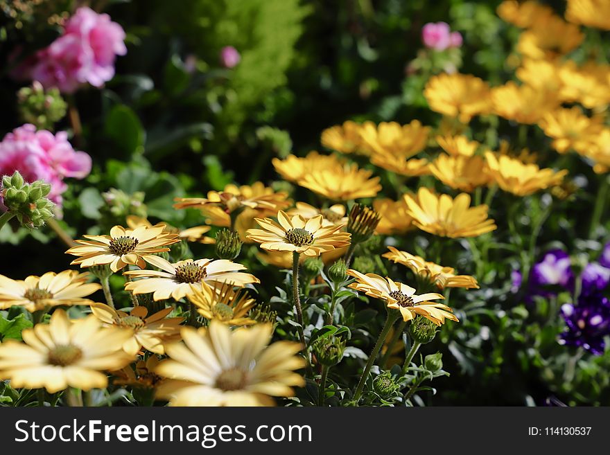 Flower, Plant, Flora, Flowering Plant