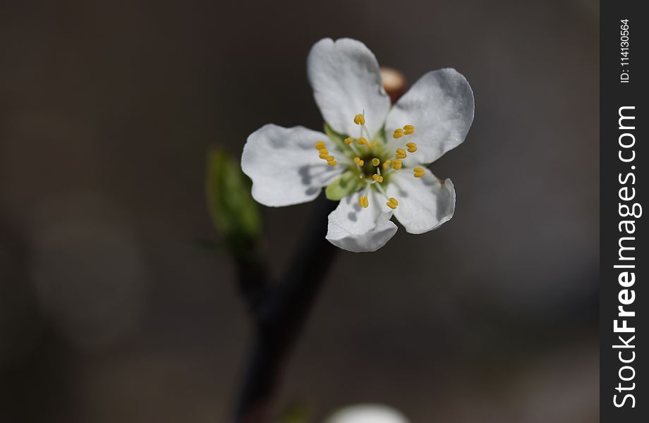 Blossom, Flower, Spring, Branch