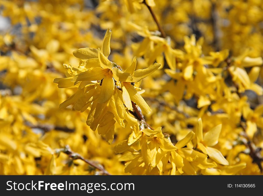 Yellow, Flora, Branch, Flower