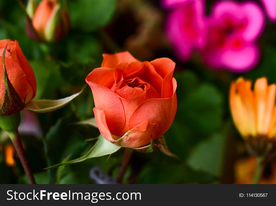 Flower, Rose, Rose Family, Garden Roses