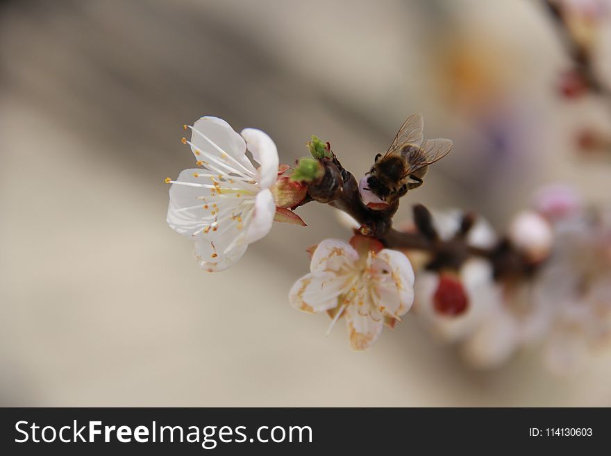 Insect, Blossom, Honey Bee, Bee