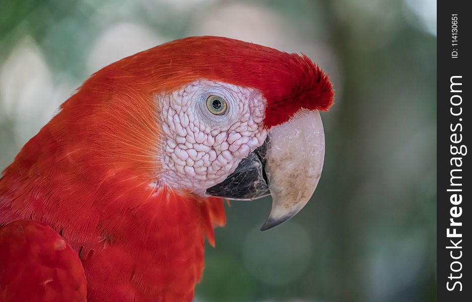 Beak, Red, Bird, Macaw