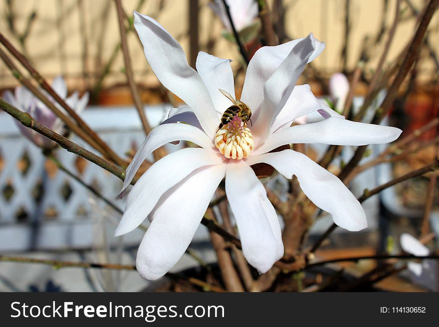 Flower, Plant, White, Flowering Plant