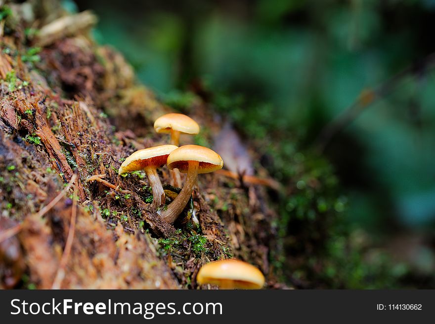 Fungus, Vegetation, Ecosystem, Mushroom