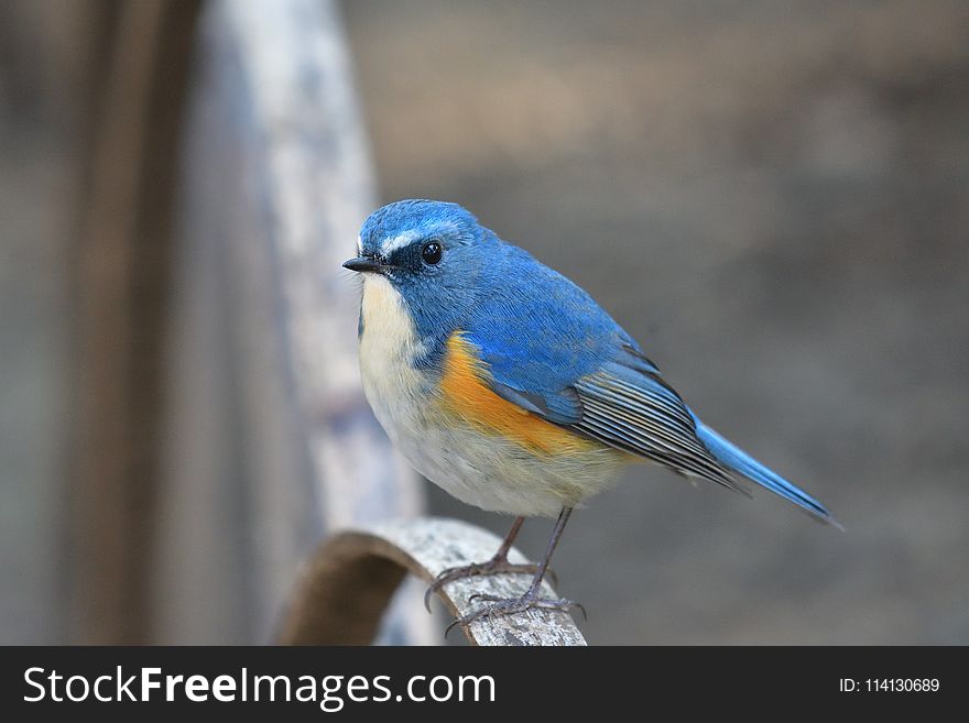 Bird, Bluebird, Beak, Fauna