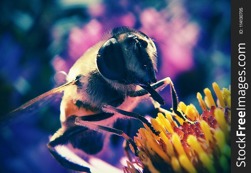 Insect, Bee, Honey Bee, Macro Photography