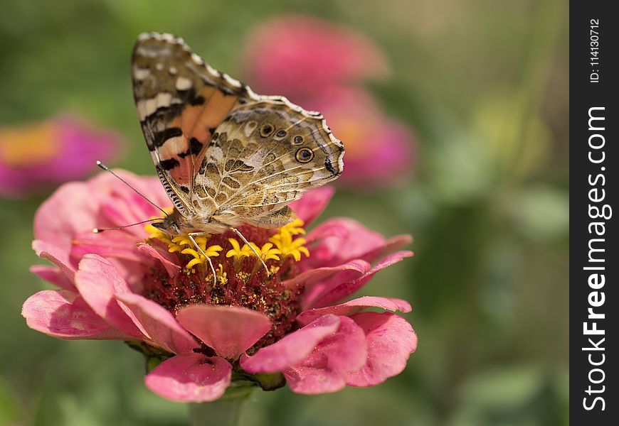 Butterfly, Insect, Flower, Moths And Butterflies