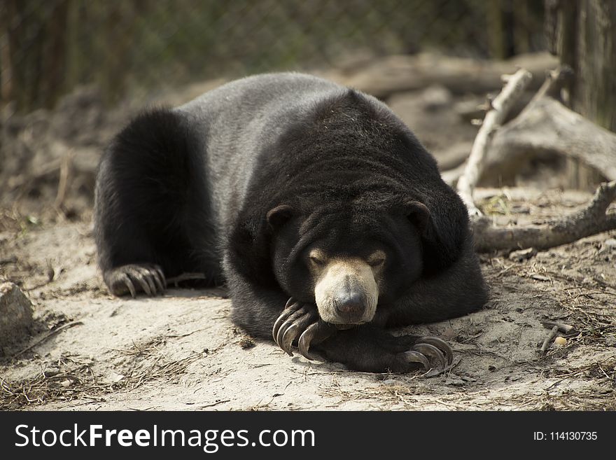 American Black Bear, Bear, Terrestrial Animal, Snout