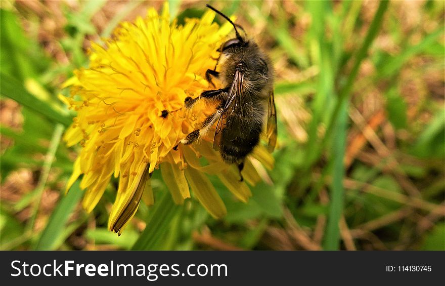 Bee, Honey Bee, Bumblebee, Nectar