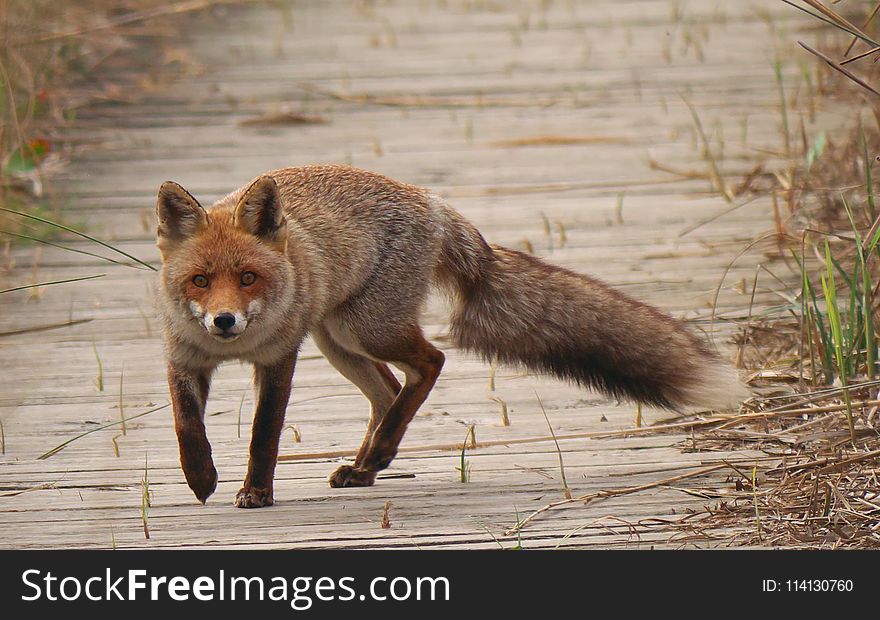 Fox, Red Fox, Wildlife, Mammal