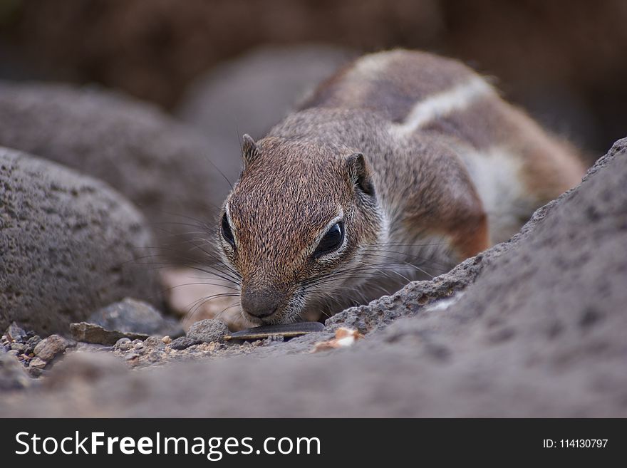Squirrel, Fauna, Mammal, Chipmunk