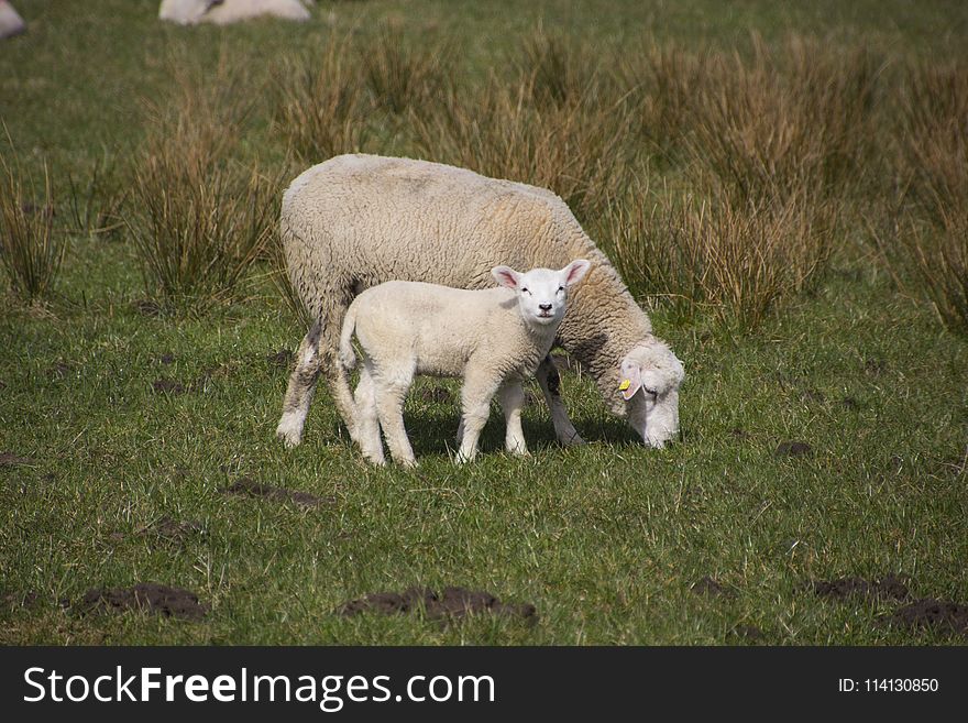 Sheep, Pasture, Grassland, Grazing
