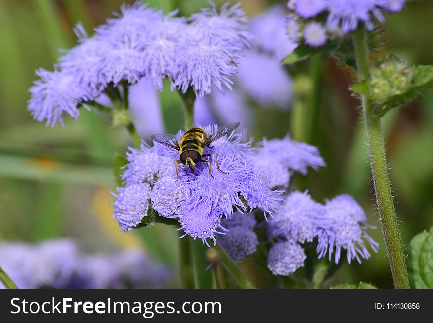 Honey Bee, Flower, Bee, Purple