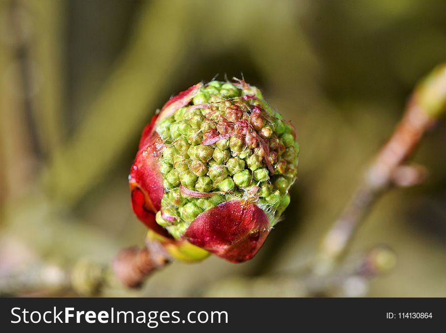 Fruit, Close Up, Spring, Macro Photography