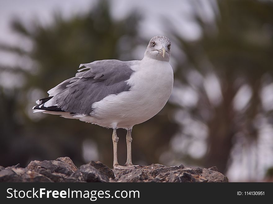 Bird, Gull, Seabird, European Herring Gull