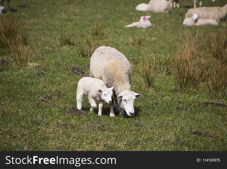 Pasture, Grazing, Grassland, Sheep