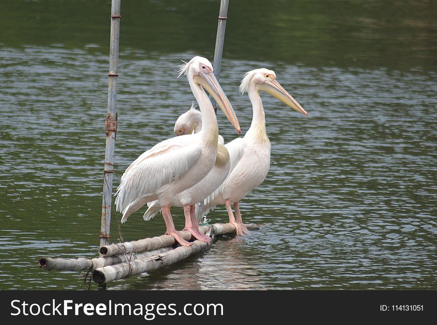 Pelican, Bird, Beak, Seabird