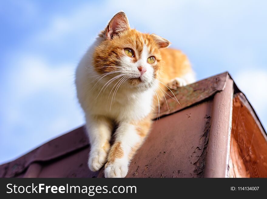 Amazing red cat hunting birds on the roof of the house