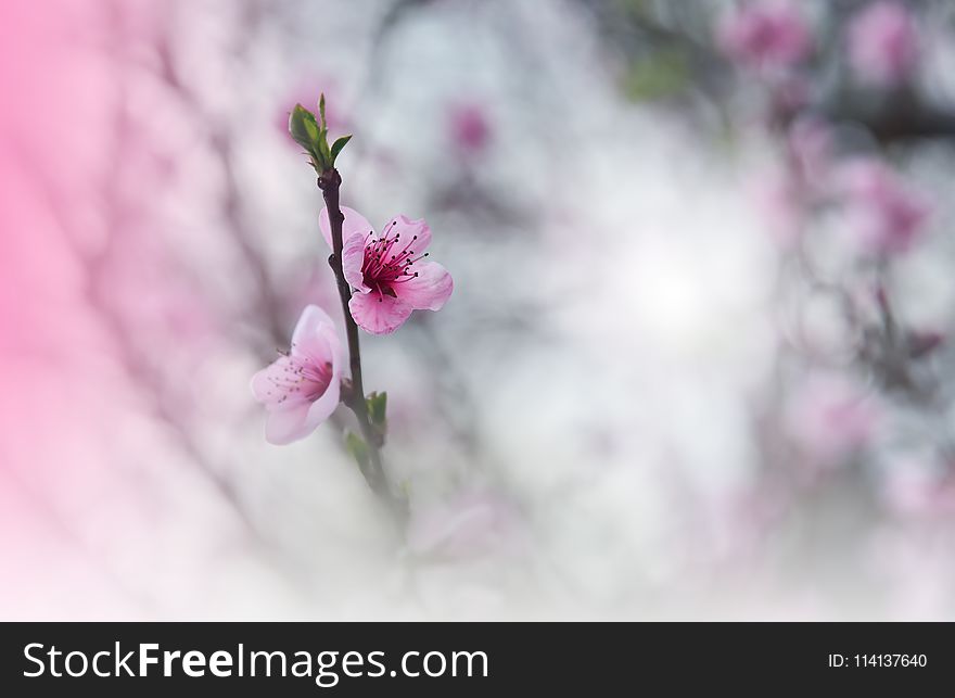 Floral Spring border Background with pink blos. Invitation.Paper cards Decorative Pattern.Border or frame and copy space. Texture.